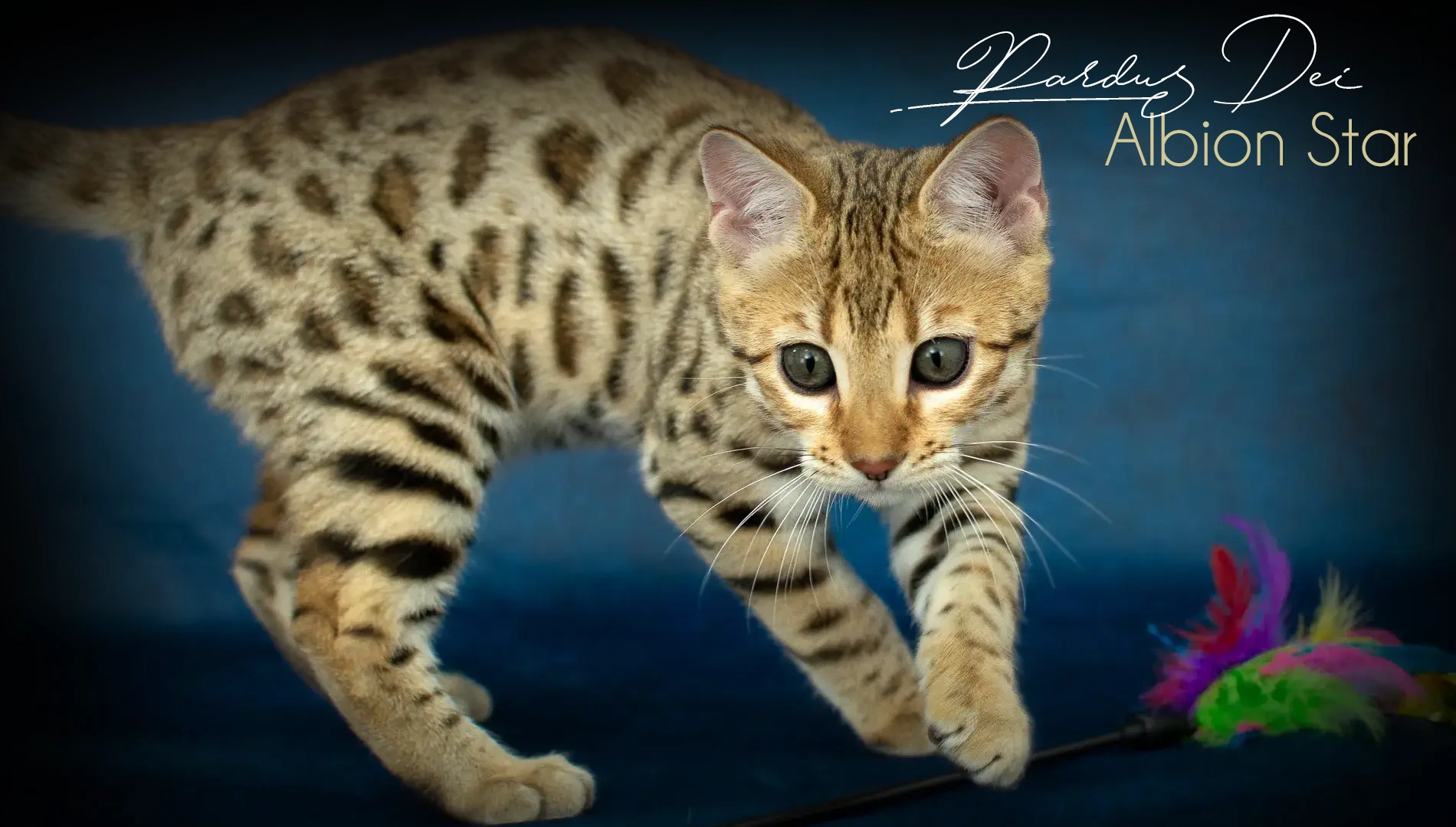 Chat Bengal